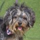 SHAKIRA, Tibet Terrier Mix - kastriert - Hündin