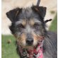 SHANA - Linares, Terrier Mix - kastriert - Hündin