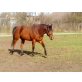 SHANE, Quarter Horse - Wallach