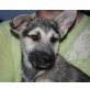 SHANOO, Pflegestelle Wien, Schnauzermix Welpen - Rüde