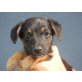 SHARA, Chihuahuamix,Pflegestelle OÖ Welpen - Hündin