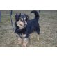 SHARI, Dackel/Sheltie Mischling - Rüde