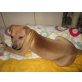 SHARI, Shar Pei Mischling, Pflegestelle Nö Welpen - Rüde