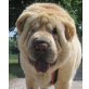 SHARKI, Pflegestelle Niederösterreich, KUSCHELBÄR - anschmiegsamer Shar Pei - Rüde