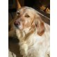 SHARON lebte in Angst, English Setter - Hündin