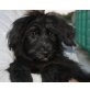 SHAYAN, Riesenschnauzermix,Pflegestelle Bgld Welpen - Rüde
