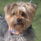 SHEILA - Linares, Yorkshire-Terrier - kastriert - Hündin