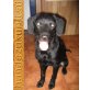 SHEILA, Mix - Hündin