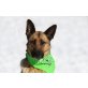 SHEILA, Schäferhund-Mischlingshündin  - Hündin