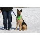 SHEILA, Schäferhund-Mischlingshündin  - Hündin