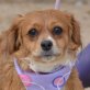 SHEILA - kastriert, Tibet-Spaniel-Mischling - Hündin