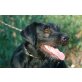 SHELA, Pflegestelle Niederösterreich, zum Verlieben! Schnauzermix - Hündin