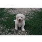 SHERLOCK, süßer Komondor / Tibet Terrier Bub Welpen - Rüde