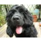 SHERMON 'Milou', Amerik.Cockerspaniel,Pflegestelle Gablitz Welpen - Rüde