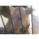 * SHERRY *, Podenco (klein) - Hündin