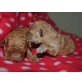 SHIHPOO - Hündin
