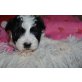 SHIHPOO - Rüde