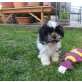 SHIHPOO - Rüde