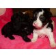SHIHPOO einzigartig in Oberösterreich - Hündin