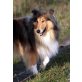 SHILA, Collie - Hündin