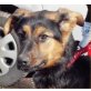 SHILA sucht Pflege- oder Fixplatz, wunderschöne, junge Schäfermix - Hündin