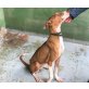 SHIRIN, Podenco Canario - Hündin