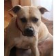 SHIVA, American Staffordshire Terrier, kastr.PS Wien - Hündin