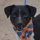 SHIVA - Linares, Jack-Russell-Terrier - kastriert - Hündin
