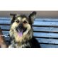 SHIVA, Schäferhund Mischung - Hündin