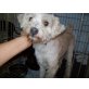 SHORTY, Tibet Terrier Mix - Rüde