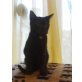 SHY, EKH - Kater