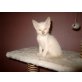 SIAM Blue POINT - Kater