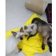 SIAM THAI (SEAL-POINT), Siamesen - Katze