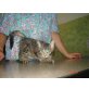SIAMKATZE - Katze