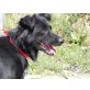 SIAN 2, Pflegestelle Großweikersdorf, ev.Bordercolliemix - Rüde