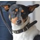 SIBILA, Span. Jack-Russel, kastriert - Hündin