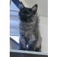 SIBIRISCHE KATZE (anthrazit), Sibirische Katze - Kater