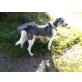 SID , Bearded-Colli-Mix - Rüde