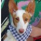 SIDRA, Podenco-Andaluz - kastriert - Hündin
