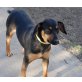 SIGGI, Pflegestelle Wien, aktiver Bussigeber - Pinscher/Brackenmix - Rüde