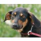 SIGGI, Pflegestelle Wien, hübscher, neugieriger Pinscher/Brackenmix - Rüde