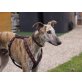 SIGI, Galgo Español - Rüde