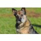 SILKO, Cattle Dog Mischlingsrüde - Rüde