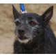 SILVA - Pflegestelle Wien, liebenswerte, kleine Schnauzer-Mix - Hündin
