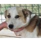SILVER - Pflegestelle Salzburg, 'liebt jeden' - Spitz-Mix - Rüde