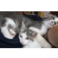 SILVER SALLY und SAMSON GREY, Tierschutz - Kater