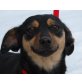 SILVI, Pflegestelle Wien, unglaublich verschmuste Pinscher-Dackelmix - Hündin