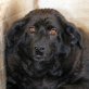 SILVIA - VERZWEIFELTE SEELE SUCHT IHR HEIM, Labrador Mix - Hündin