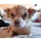 SIMBA 5, Pflegestelle Oberösterreich, KLEINER KUSCHELKÖNIG! Süßer Chihuahua - Rüde