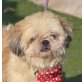 SIMBA - Linares, Shih Tzu, kastriert - Rüde